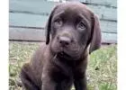 Labrador Retriever Puppies for Sale Melbourne, VIC